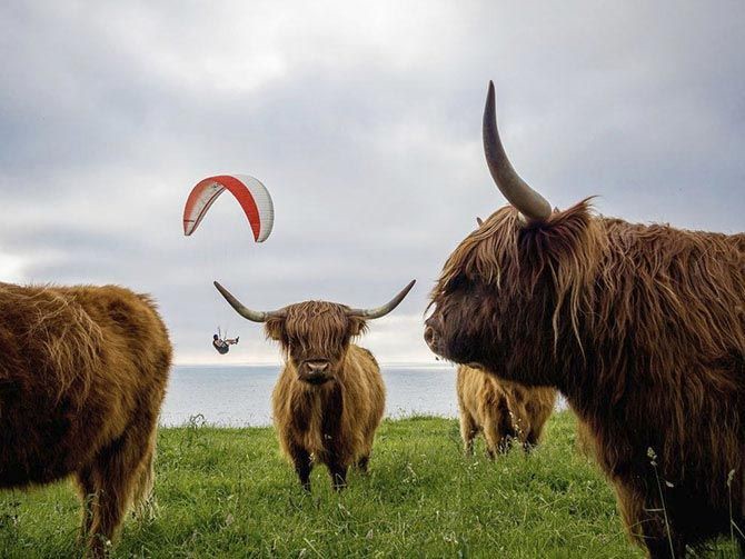 Высокогорные коровы в Дании животные мир, природа