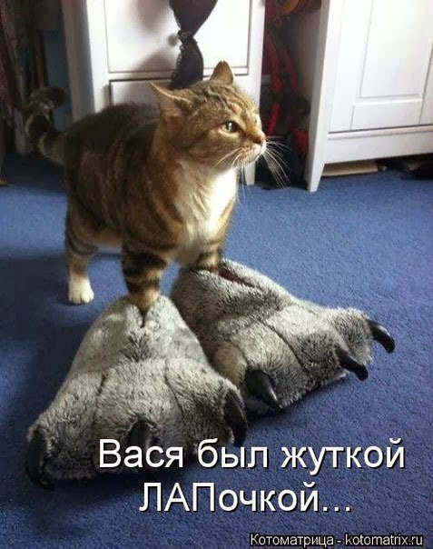 Смешные кошки