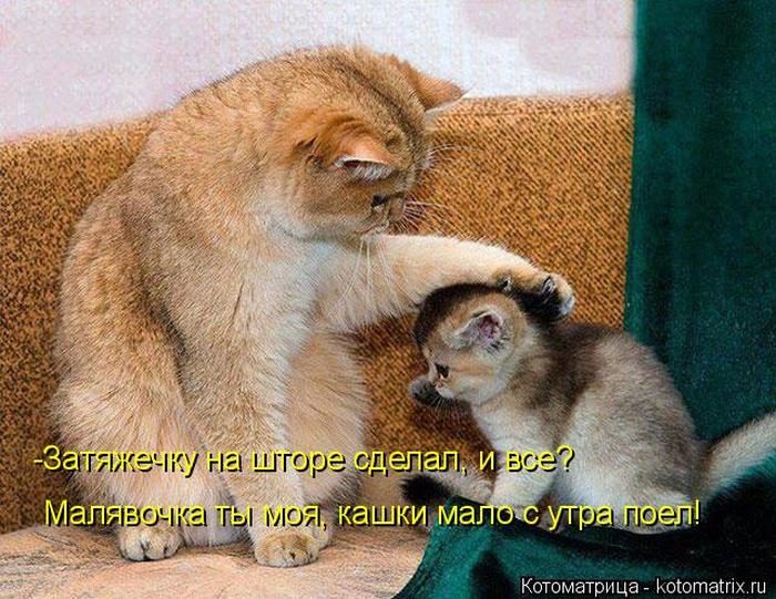 Лучшие котоматрицы недели