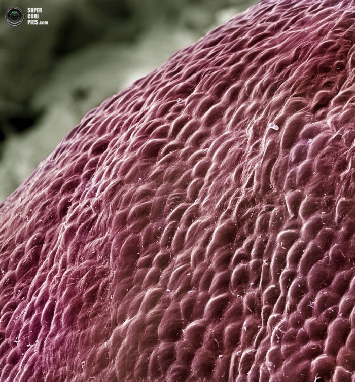 Еда под микроскопом еда, микроскоп