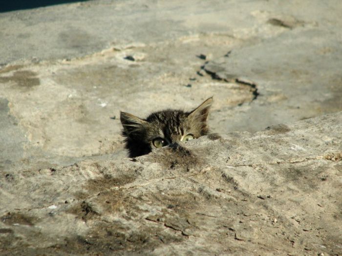 Высказывания Великих людей о кошках (30 фото)