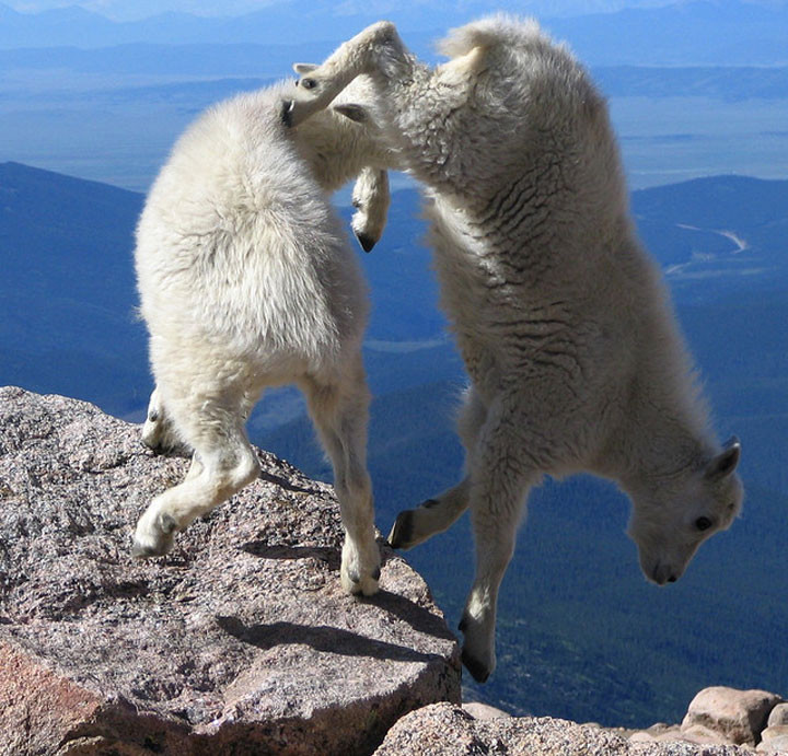 27 фотографий о том, что козы бесстрашные животные животные, коза