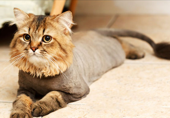 Кошачьи стрижки или когда твой хозяин - парикмахер кошки, мода, прикол, стрижки