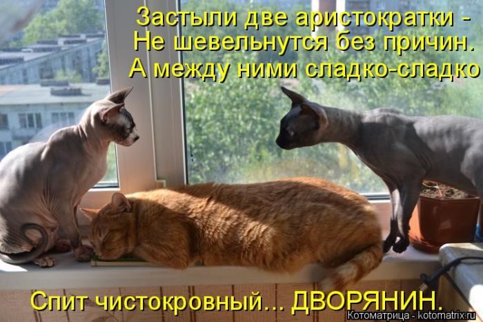 Лучшие котоматрицы недели