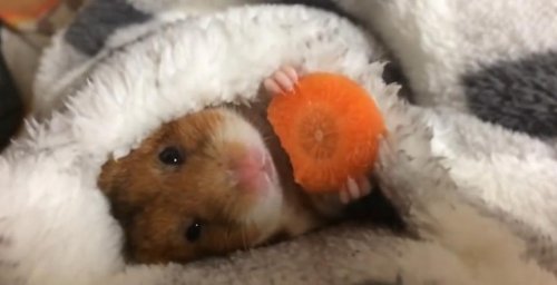 Очаровательный хомяк ест морковку перед сном