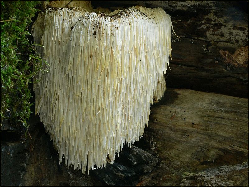 Ежеви́к гребе́нчатый (лат. Hericium erinaceus)