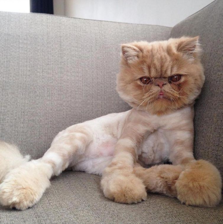 Очаровательный персидский кот, который выглядит так, как будто только что объелся животные, кот