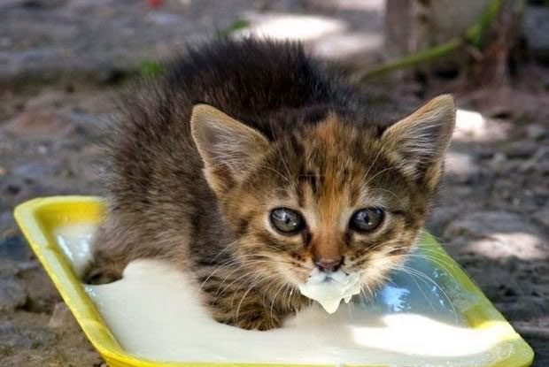 Смешные кошки