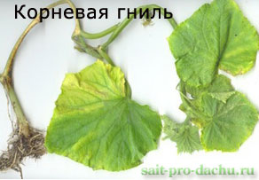 bolesni-ogurcov2-4 (292x203, 17Kb)