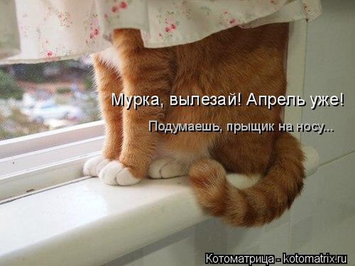 Лучшие котоматрицы недели (49 фото) Забавный котопост