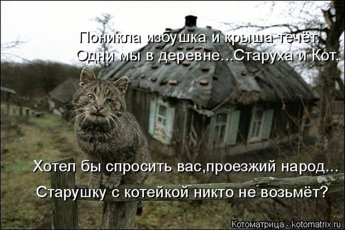 Лучшие котоматрицы недели (49 фото) Забавный котопост