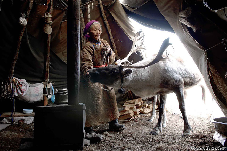 Жизнь оленеводов в Монголии  монголия, цаатаны