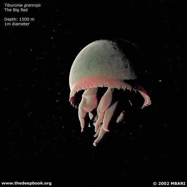 vpadina021
