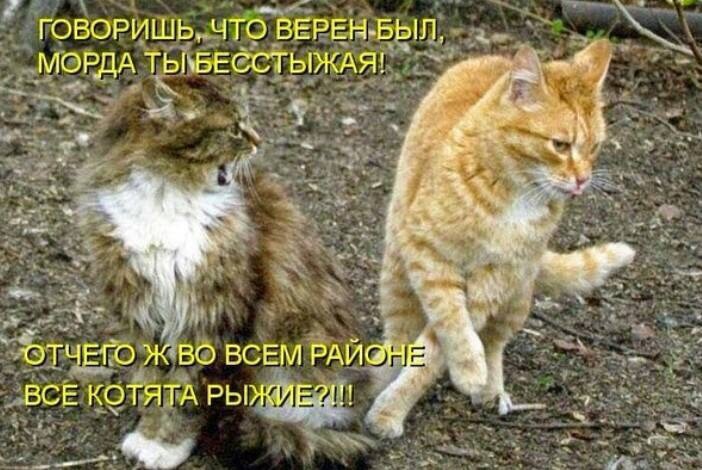 Кошачий фотопост! Кошачий фотопост! коты, юмор