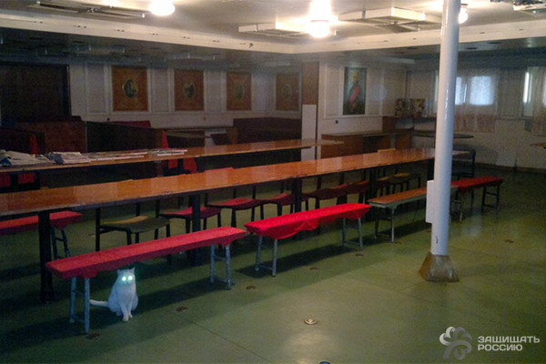 Корабельные коты: суровые и пушистые корабли, коты, кошки, флот