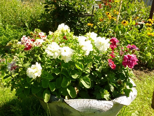 kakie_cvety_vyrashhivat_rassadoj_s_fevralya