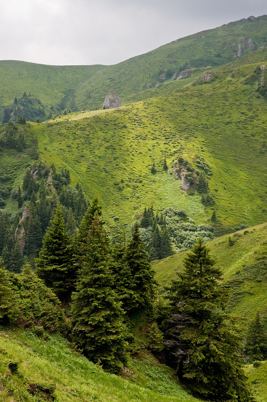 Green pine trees on mountain slopes