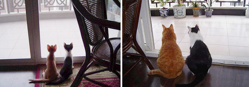 До и после животные, кошки
