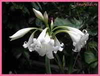 Кринум гибридный белый (Crinum x White Queen)