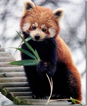 LesserPanda LesserPanda