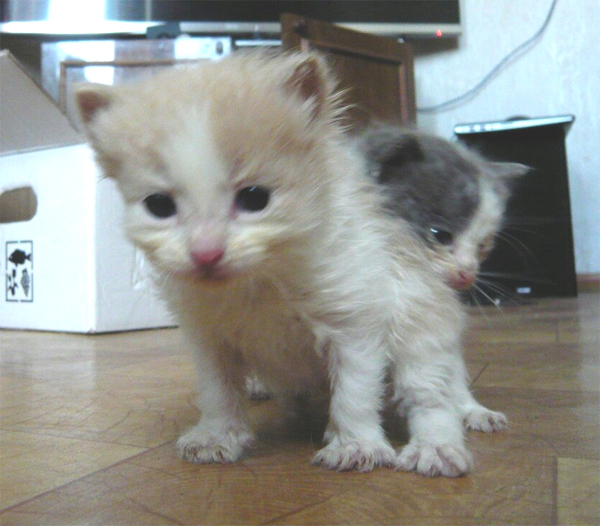Котята не двигались, и я сначала подумала, что уже поздно, но... Котята не двигались, и я сначала подумала, что уже поздно, но...