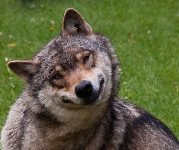 Прикольные животные, которых не плохо кормят животные, коты, прикол, юмор