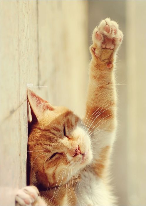 Смешные и просто красивые фотографии кошек (136 фото)