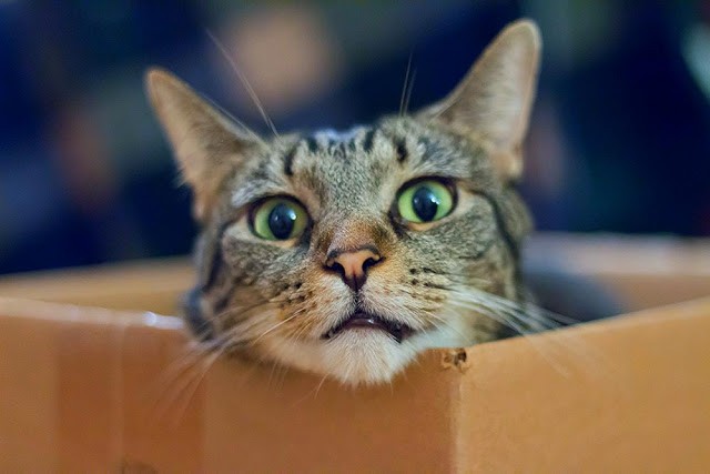 Эмоциональные котэ животные, коты