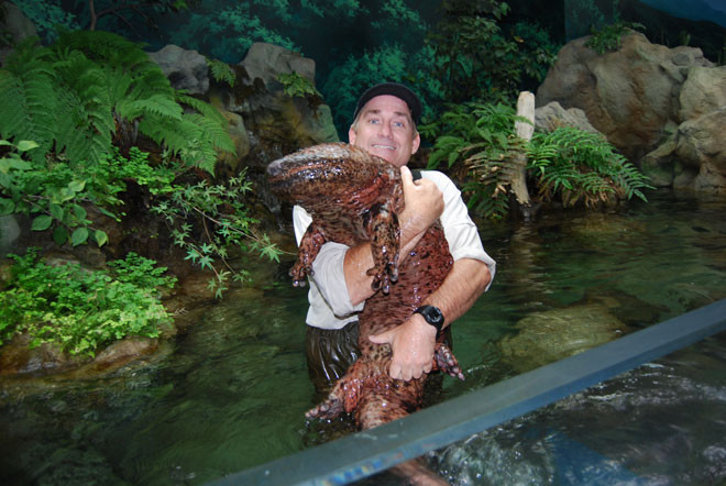 22. Китайская исполинская саламандра (Chinese giant salamander) 22. Китайская исполинская саламандра (Chinese giant salamander) животные, факты