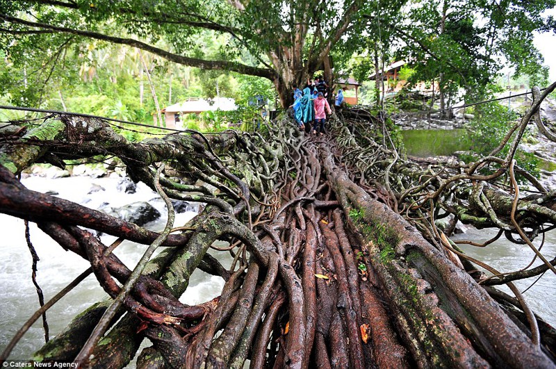 Мост из корней деревьев, на строительство которого ушло 26 лет. Местные жители просто направляли корни в нужном направлении.