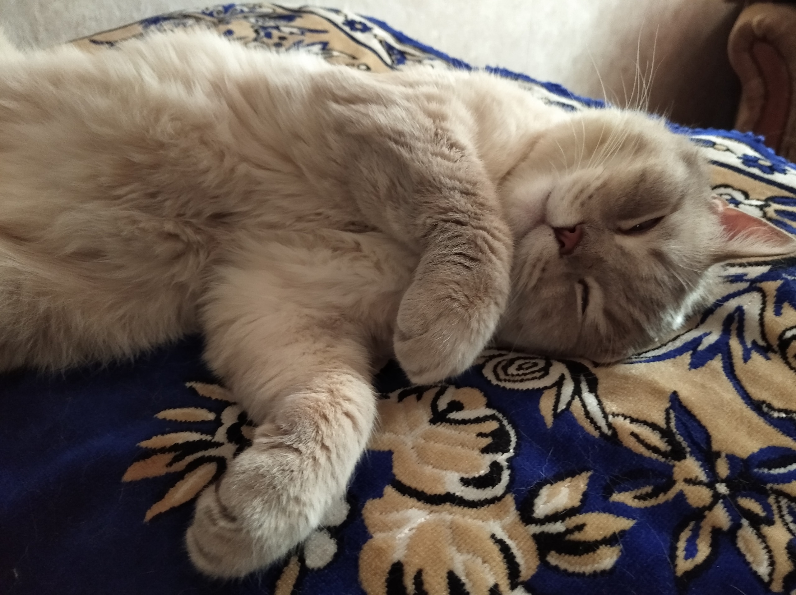 кота приютили кот спит
