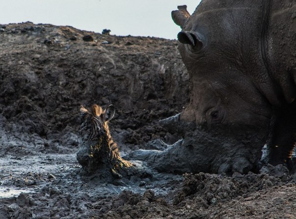 Носорог достал жеребенка зебры из грязи.