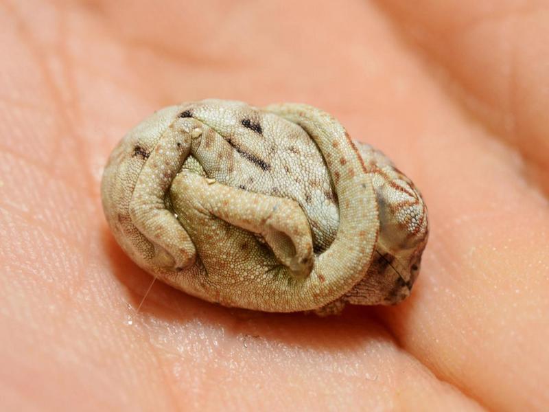 animalbaby33