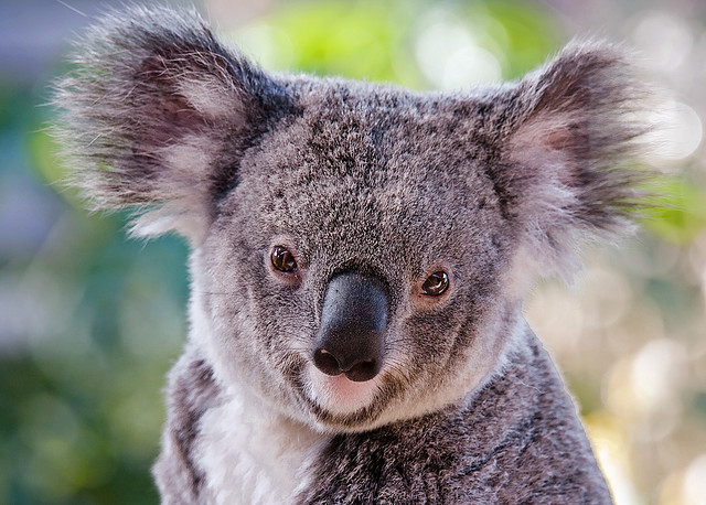 Koala portrait