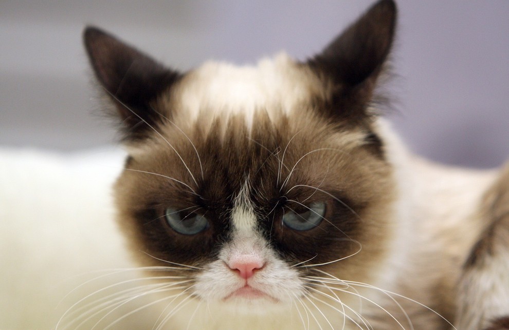 10 заветных секретов успеха самого богатого кота в мире GrumpyCat04 10 заветных секретов успеха самого богатого кота в мире