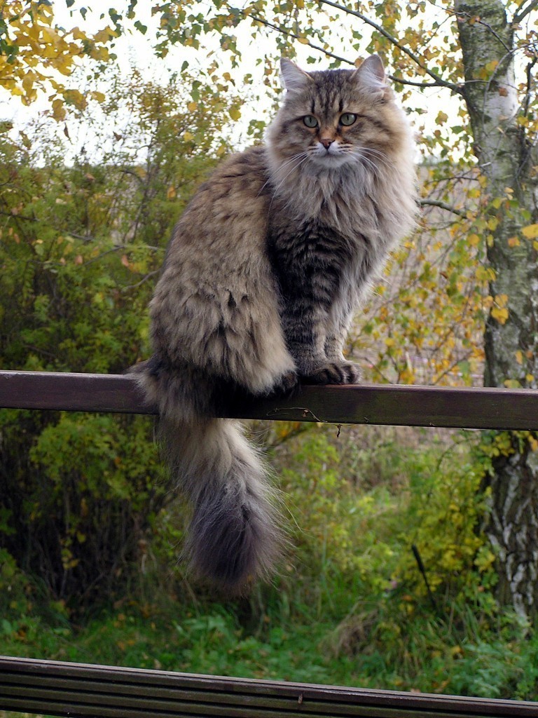 Русские аборигены Порода кошек, животные, котики, кошки, фото