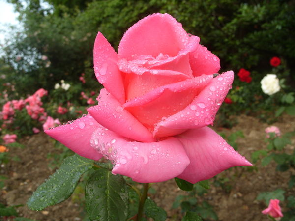Отечественный сорт розы Климентина