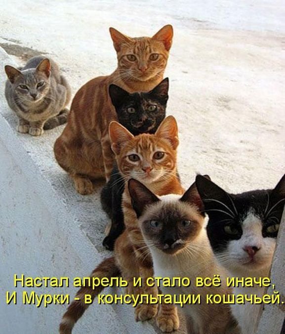 Котоматрица. Часть 2. (45 фото)