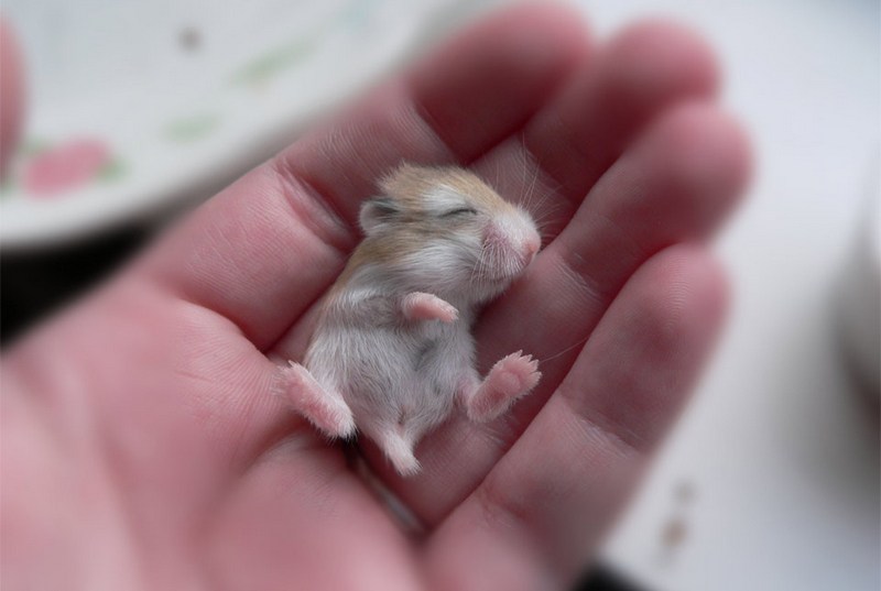 animalbaby1
