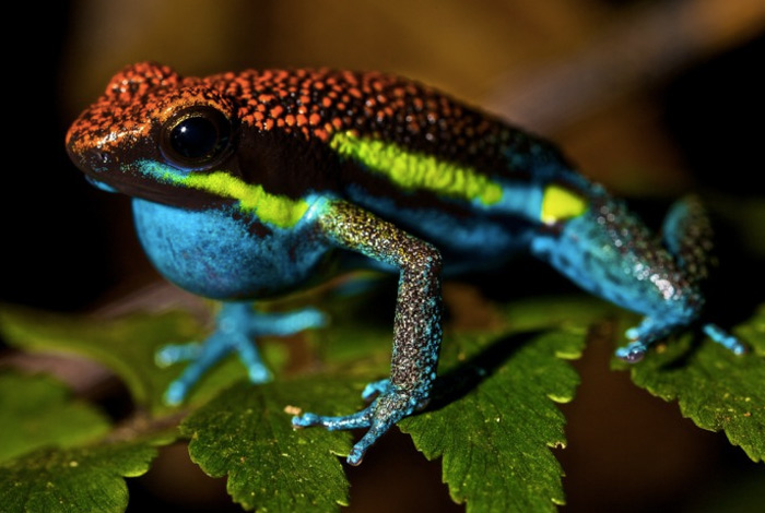  Самые странные носители яда из мира природы (10 фото)