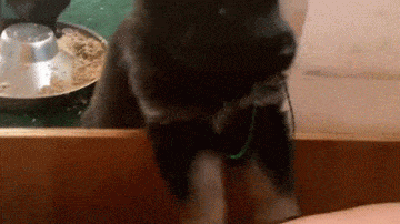 О том, как непросто быть щенком О том, как непросто быть щенком