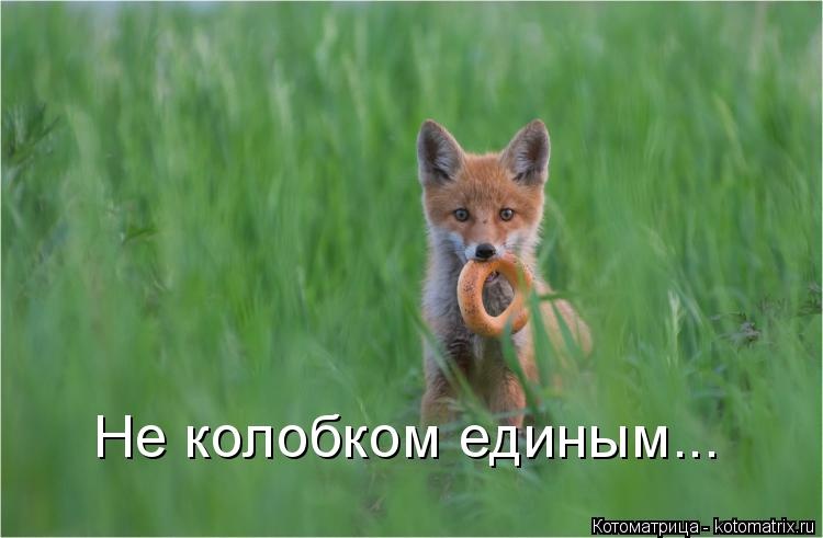 Санитар Васька (котоматрица) 40 фото Санитар Васька (котоматрица) 40 фото