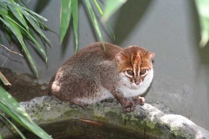 Великолепные коты и кошки, о которых вы не слышали