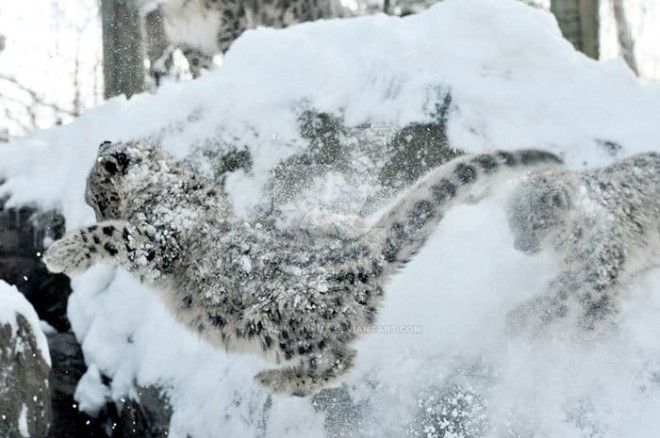 15 очаровательных фото снежных барсов которые обворожат вас с первых секунд