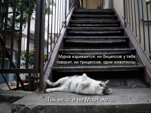 Коллекция лучших котоматриц недели