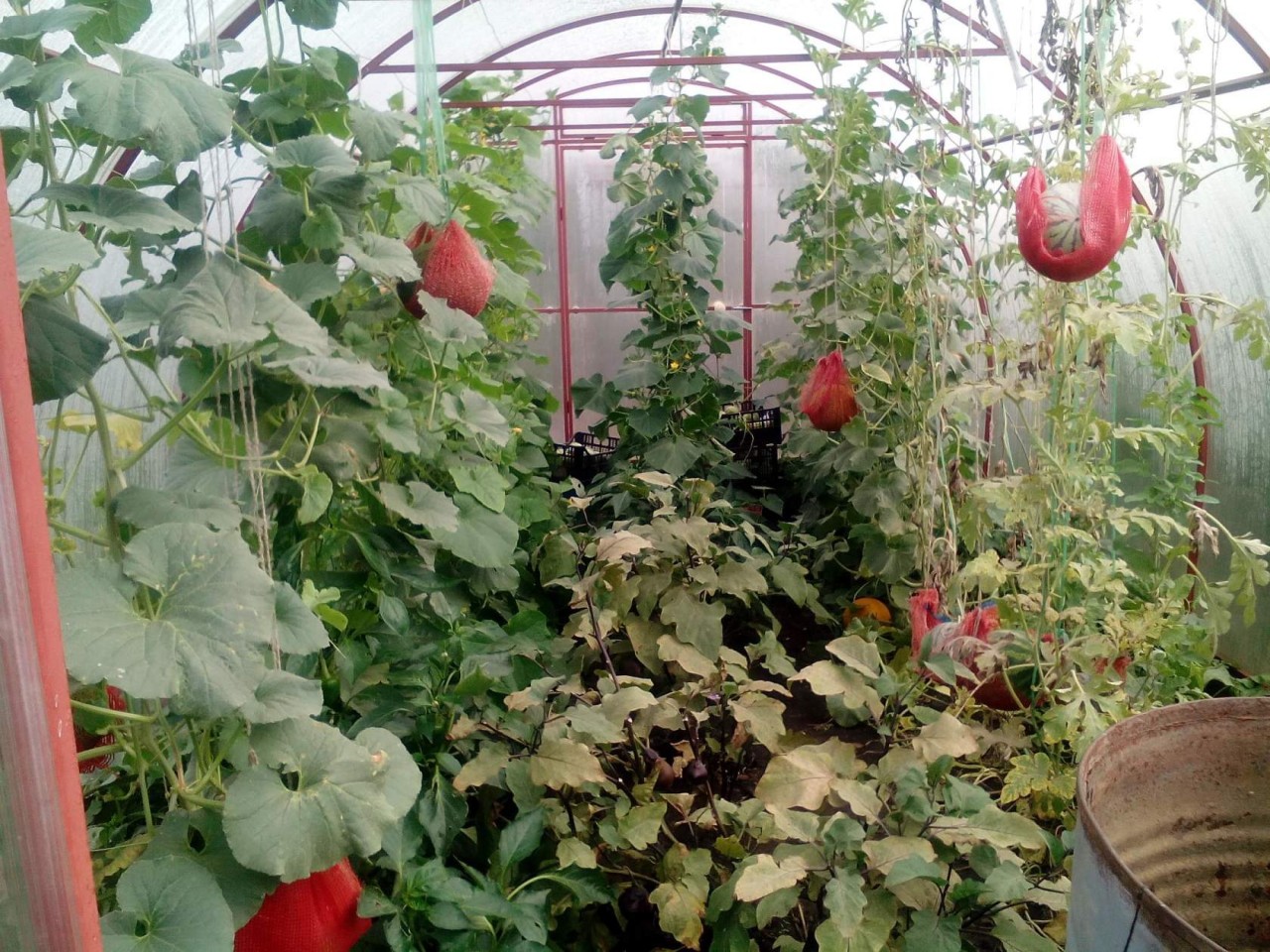 Как посадить огурцы и помидоры в одной теплице правильно из поликарбоната фото