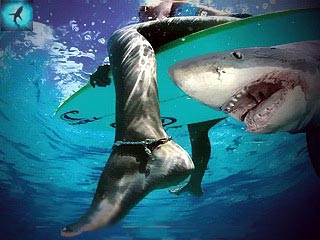 нападение акулы-людоеда