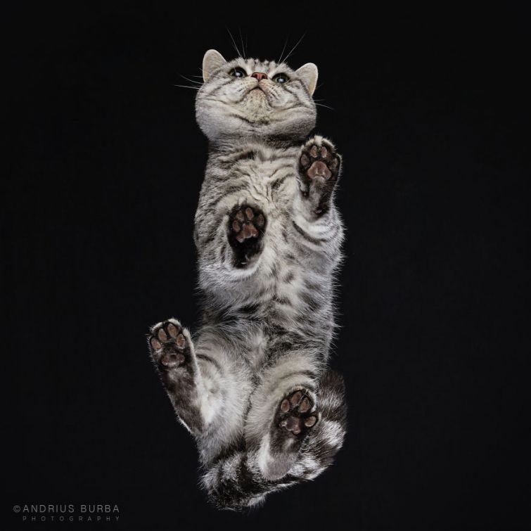 Обратная сторона кота Обратная сторона кота