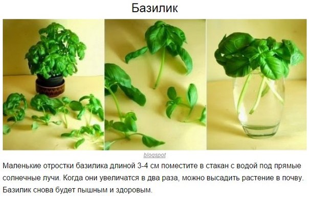 8 овощей, которые можно купить один раз, а потом выращивать всегда 8 овощей, которые можно купить один раз, а потом выращивать всегда