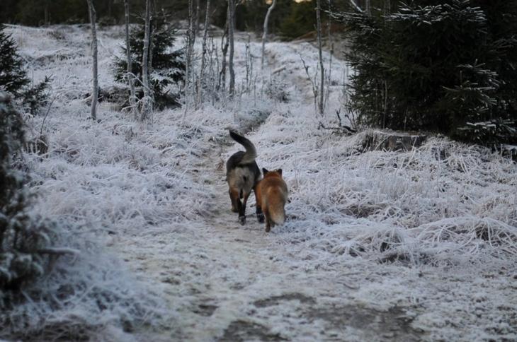 Sniffer fox and Tinni, дружба между лисой и собакой